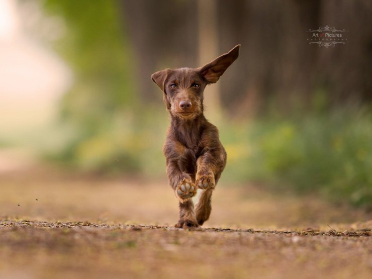 Markus Baußmann_Art of pictures hundefotographie Henri - Kopie